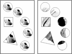 Image from book