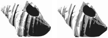 Image from book